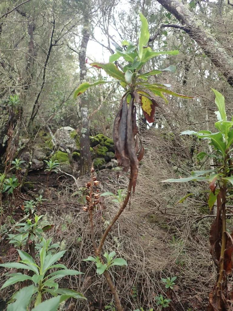 Isoplexis Canariensis