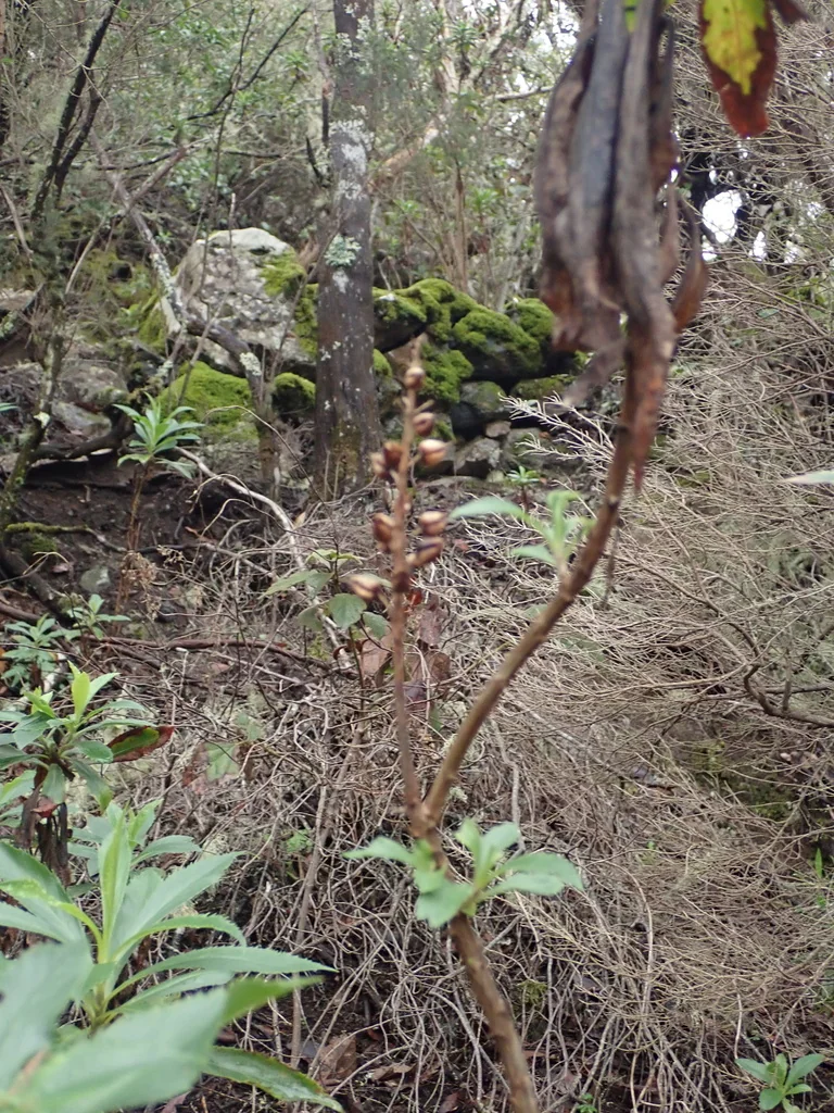 Isoplexis Canariensis