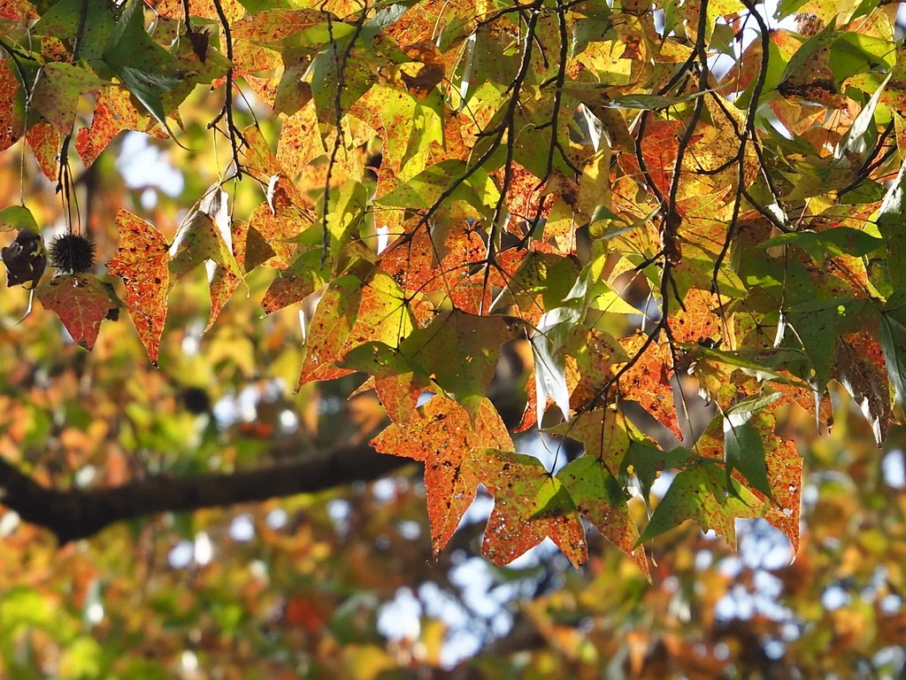 Liquidambar Formosana