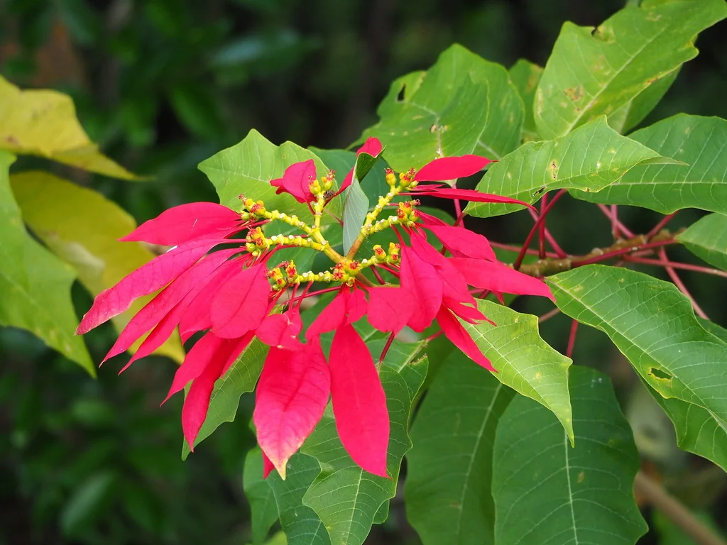 Euphorbia Pulcherrima
