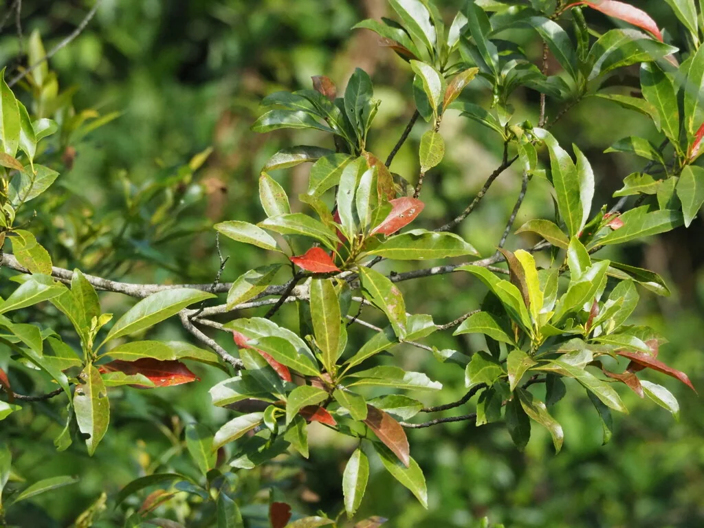 Elaeocarpus Decipiens