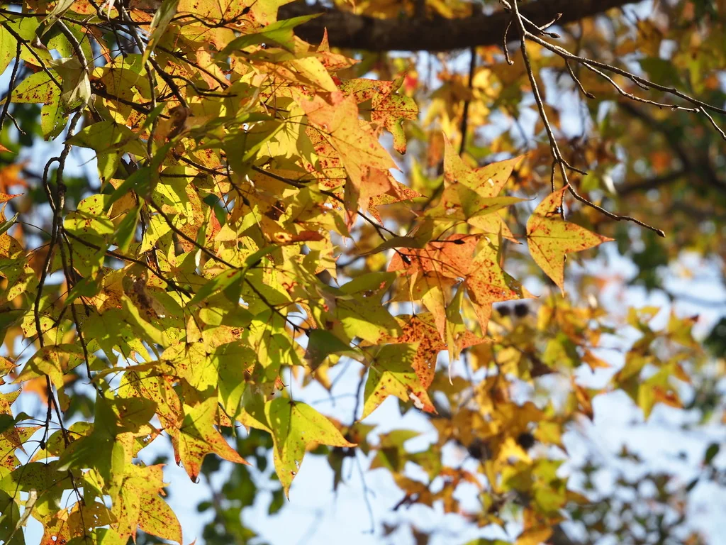 Liquidambar Formosana