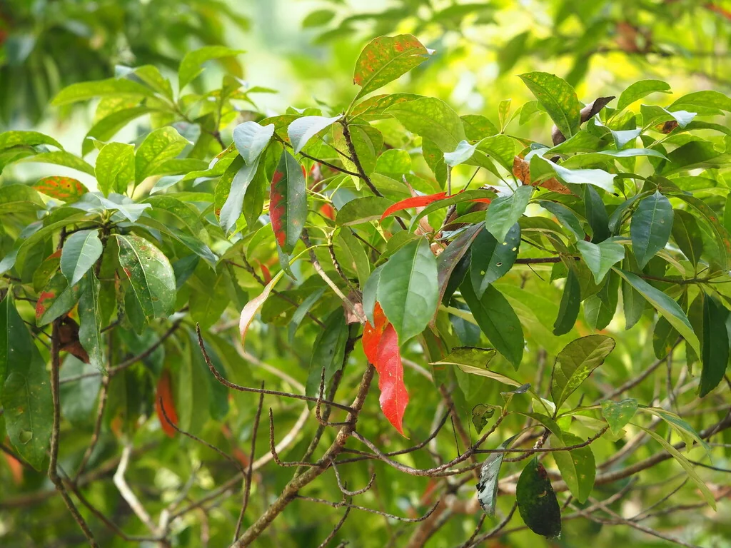 Elaeocarpus Decipiens