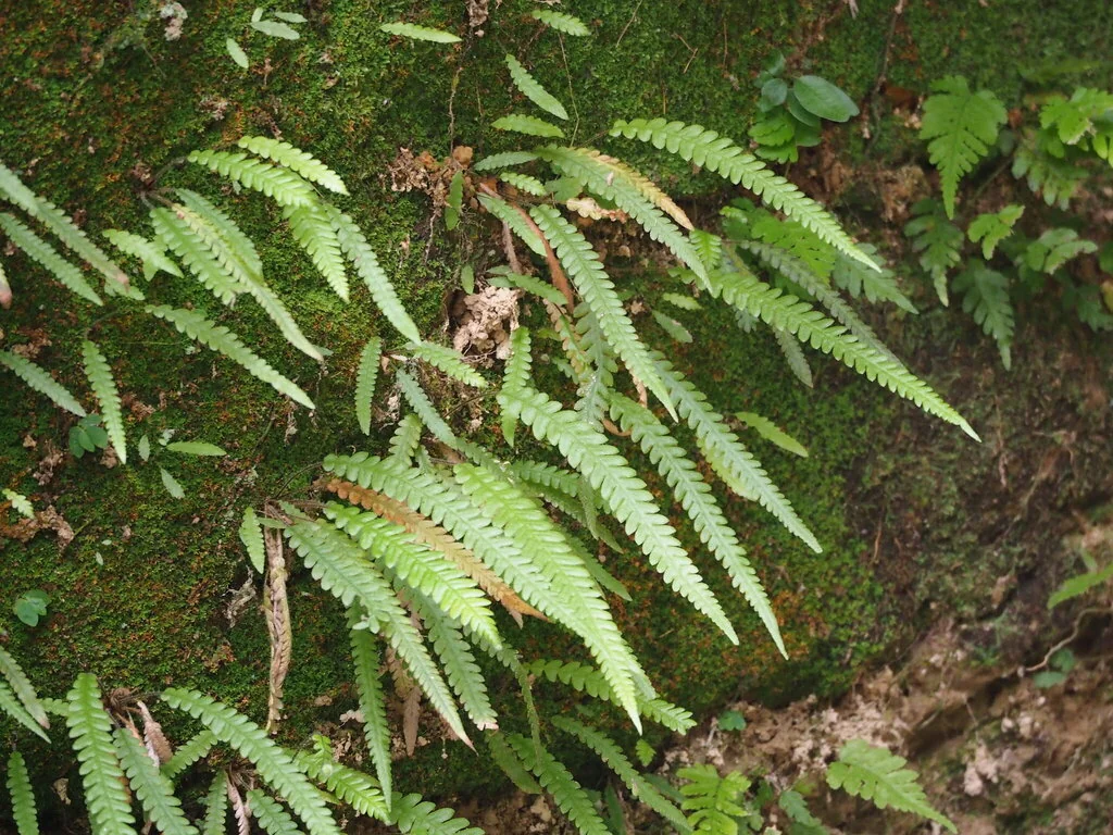 Thelypteris Decursive-Pinnata
