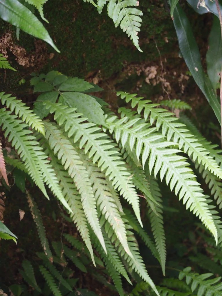 Thelypteris Decursive-Pinnata