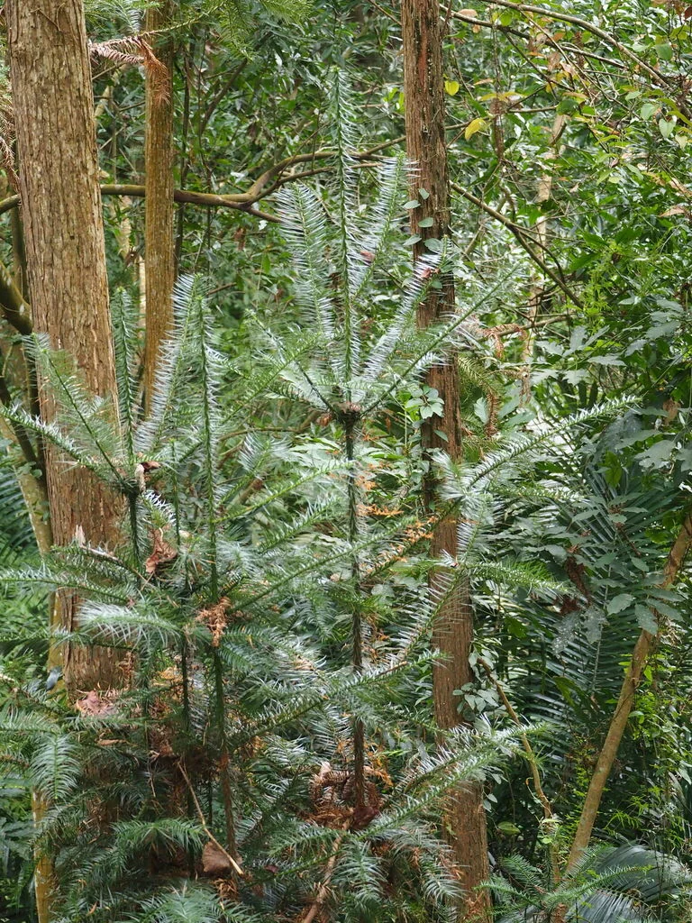 Cunninghamia Lanceolata