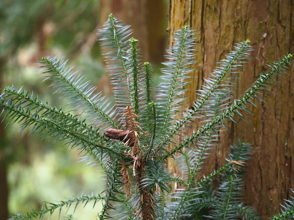 Cunninghamia Lanceolata