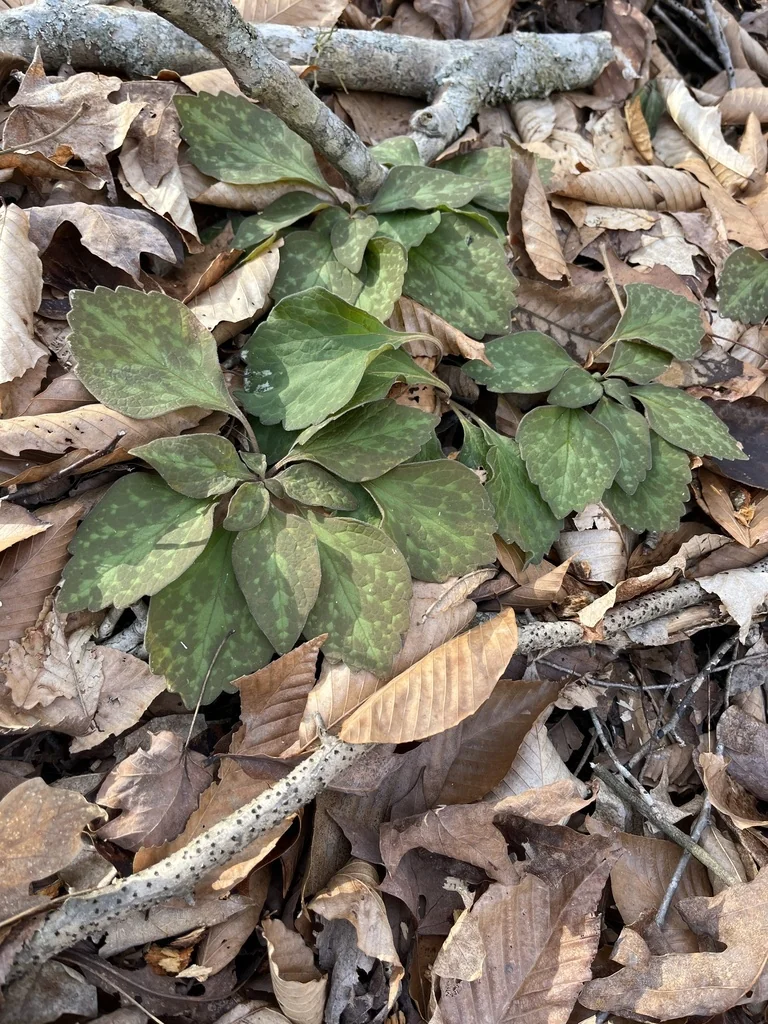 Pachysandra Procumbens