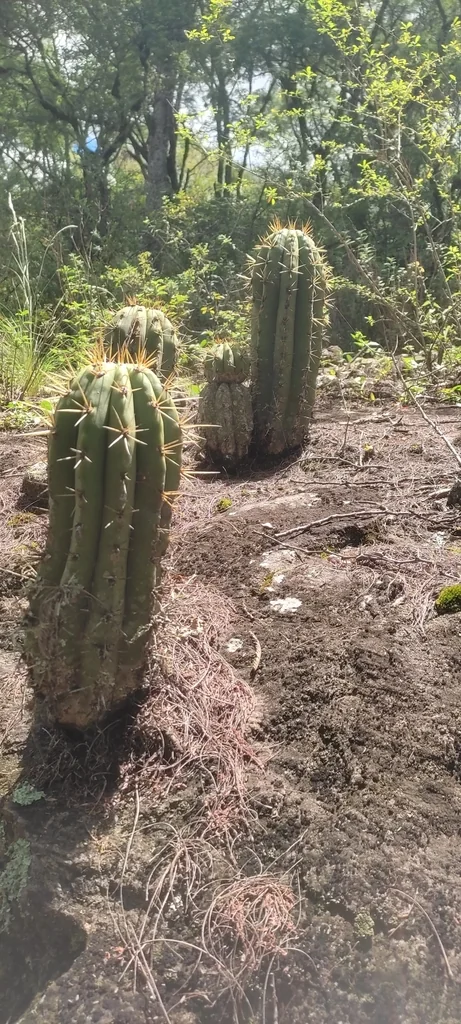 Echinopsis Terscheckii