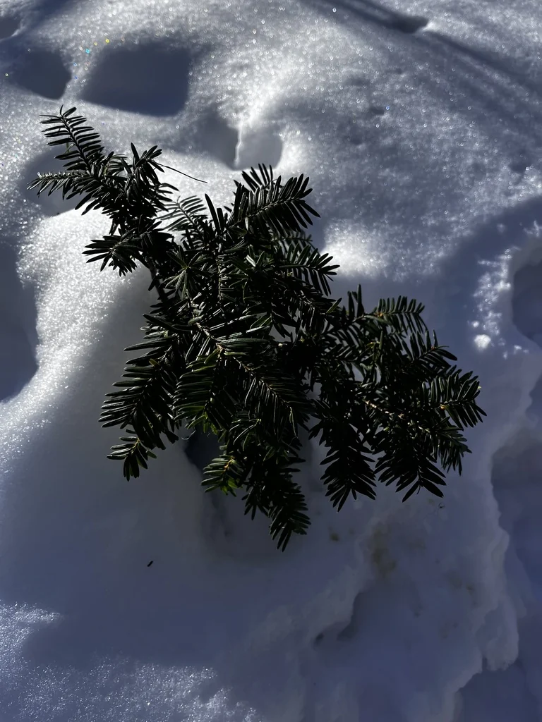 Taxus Cuspidata