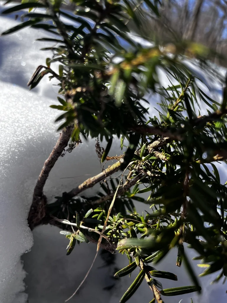 Taxus Cuspidata