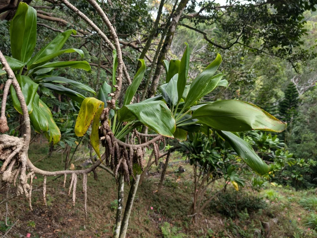 Cordyline fruticosa