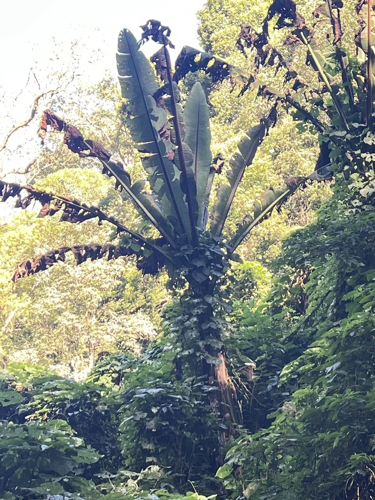 Ensete Ventricosum