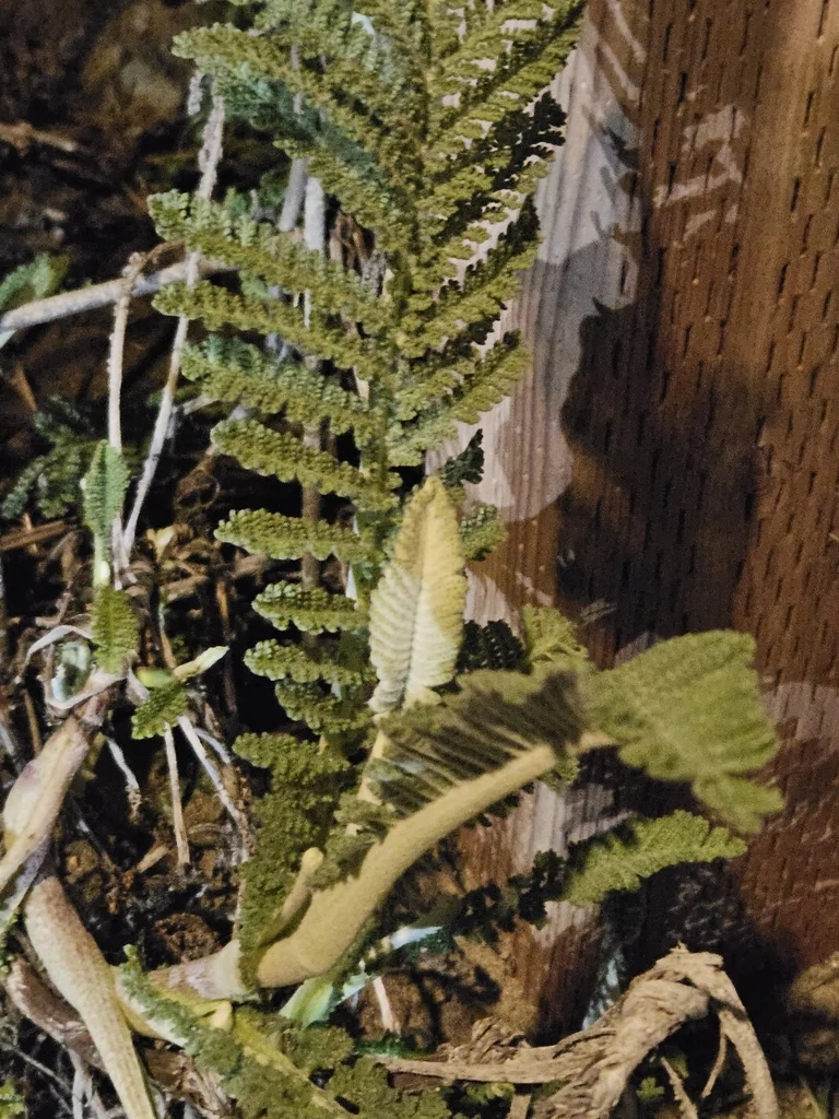 Tanacetum Camphoratum