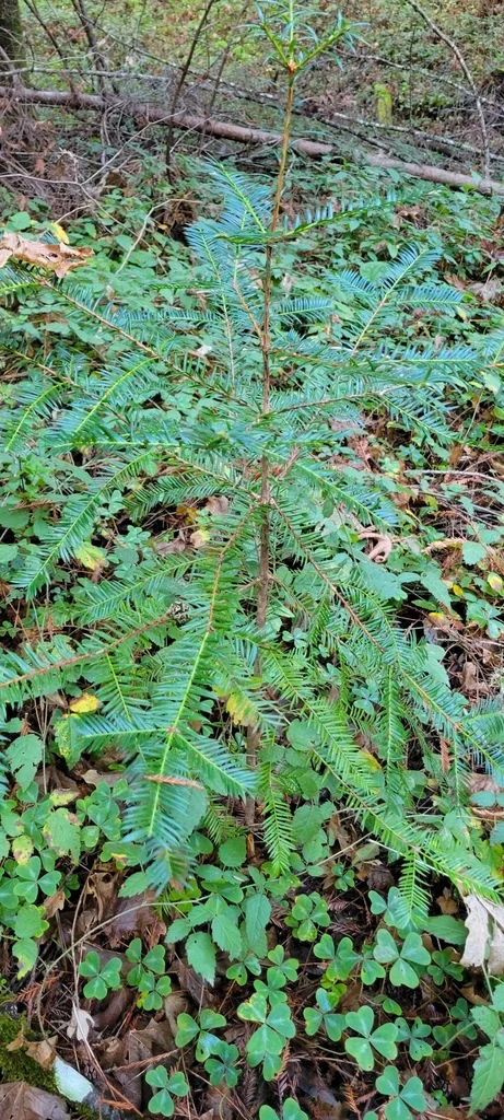 Torreya Californica
