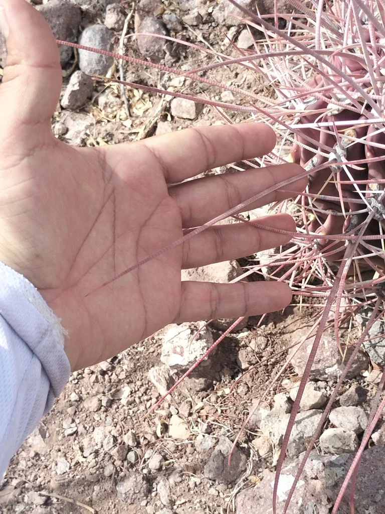 Ferocactus Emoryi Ssp. Rectispinus