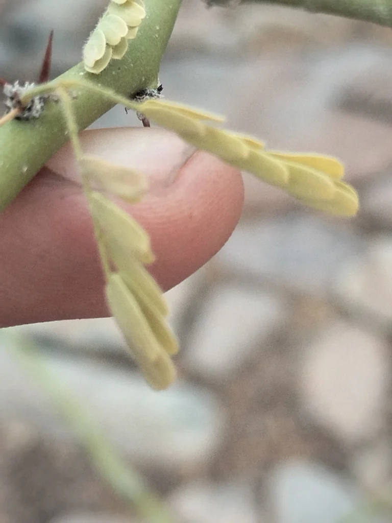 Parkinsonia Praecox