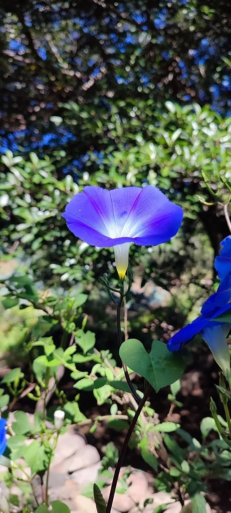 Ipomoea Tricolor