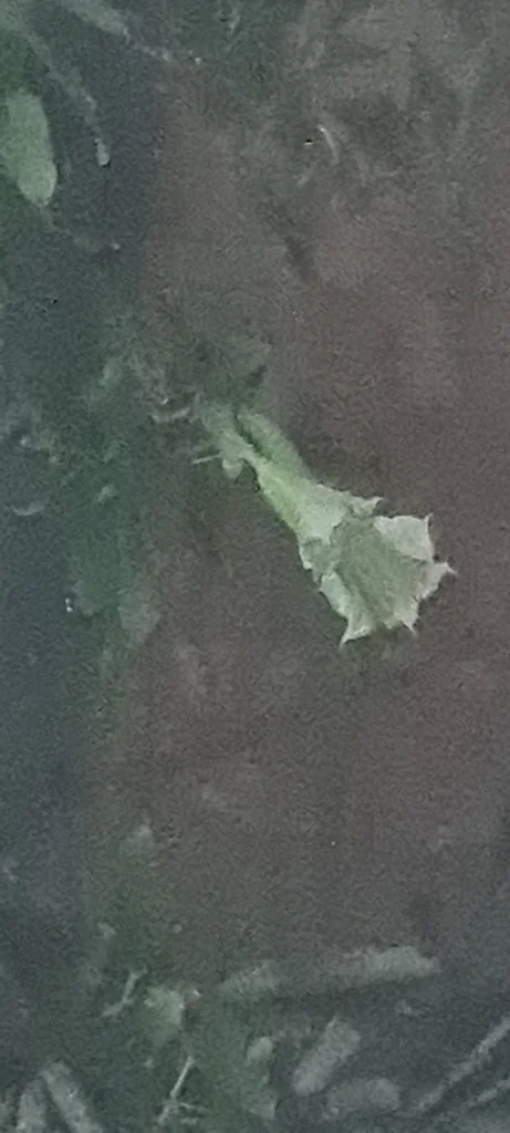 Brugmansia Suaveolens