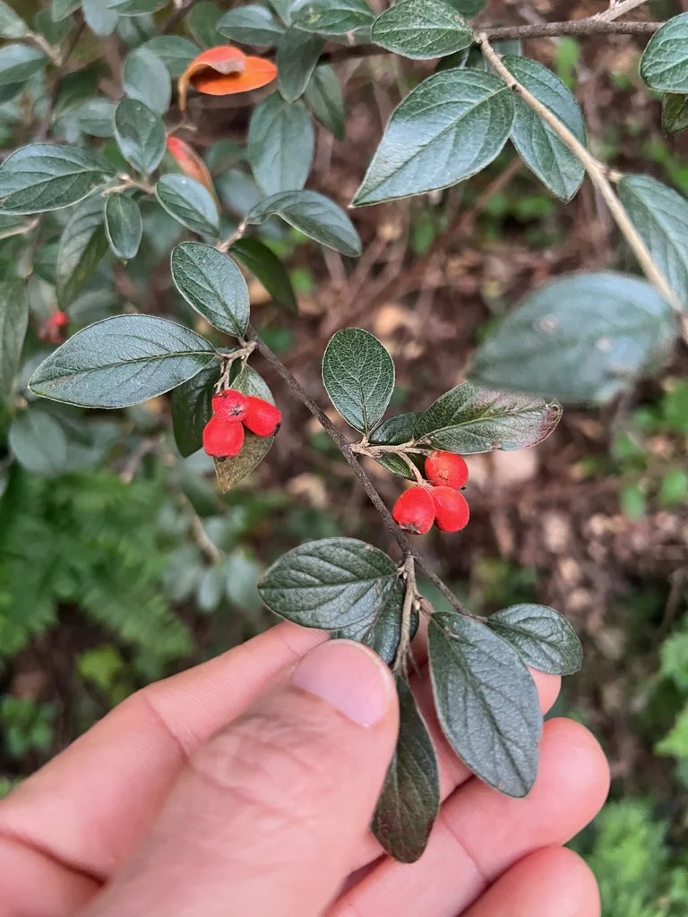 Cotoneaster Franchetii