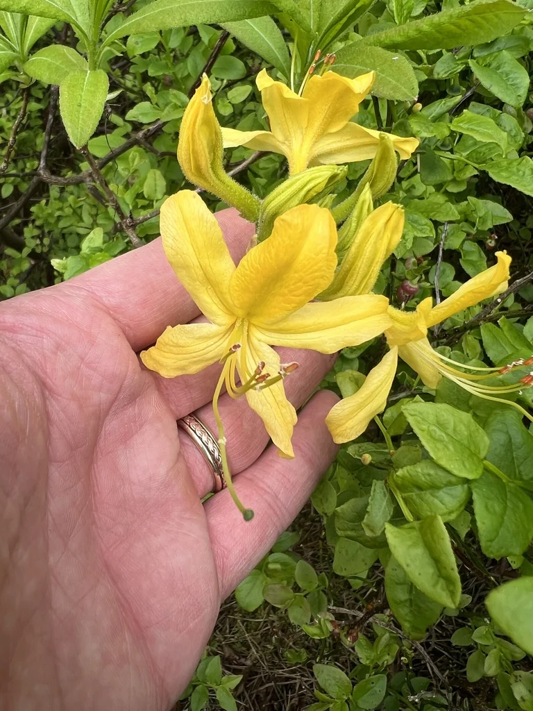 Rhododendron Luteum