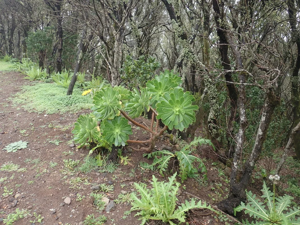 Aeonium Arboreum