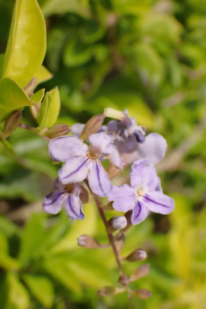 Duranta Erecta