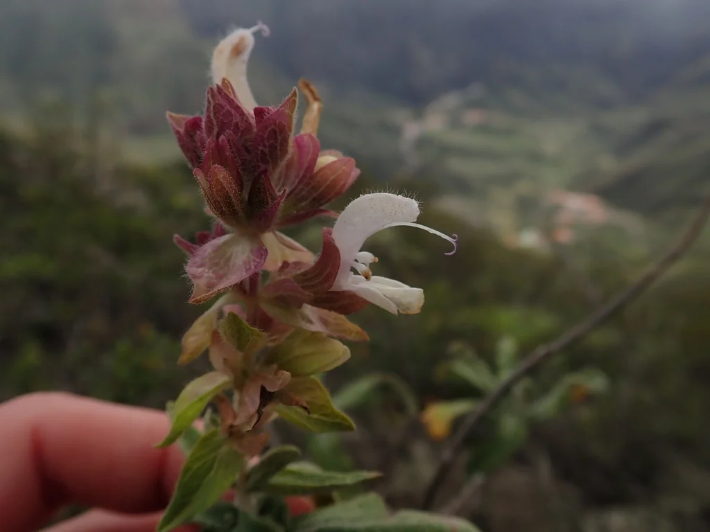 Salvia Canariensis