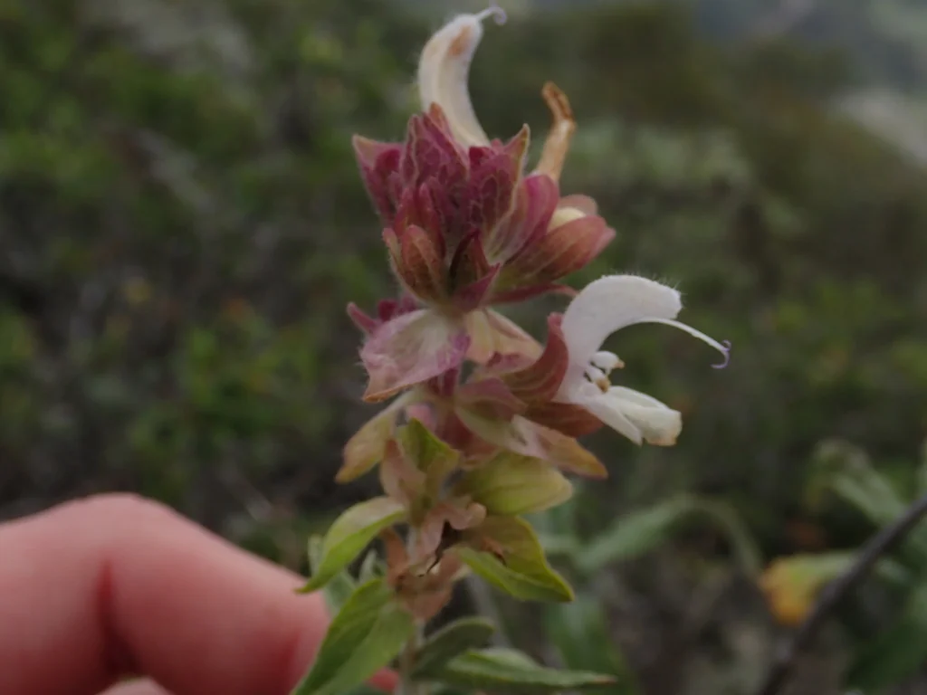 Salvia Canariensis