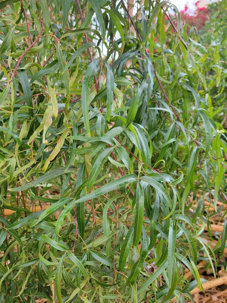 Rhus Lancea