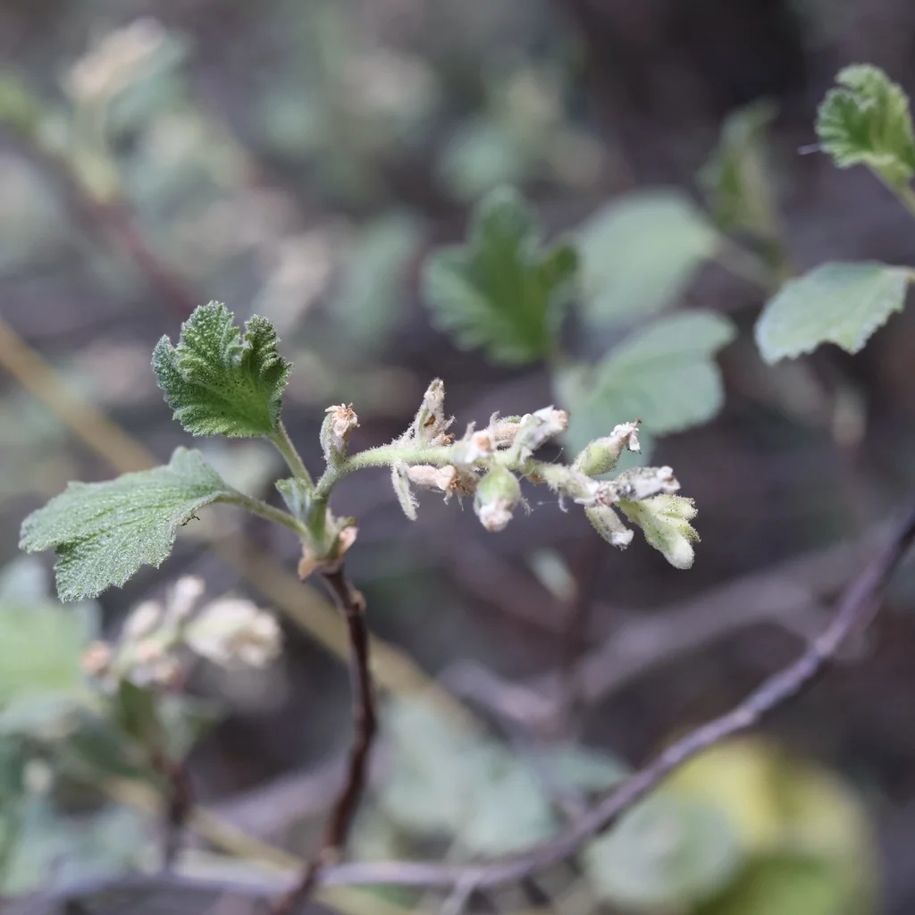 Ribes Indecorum