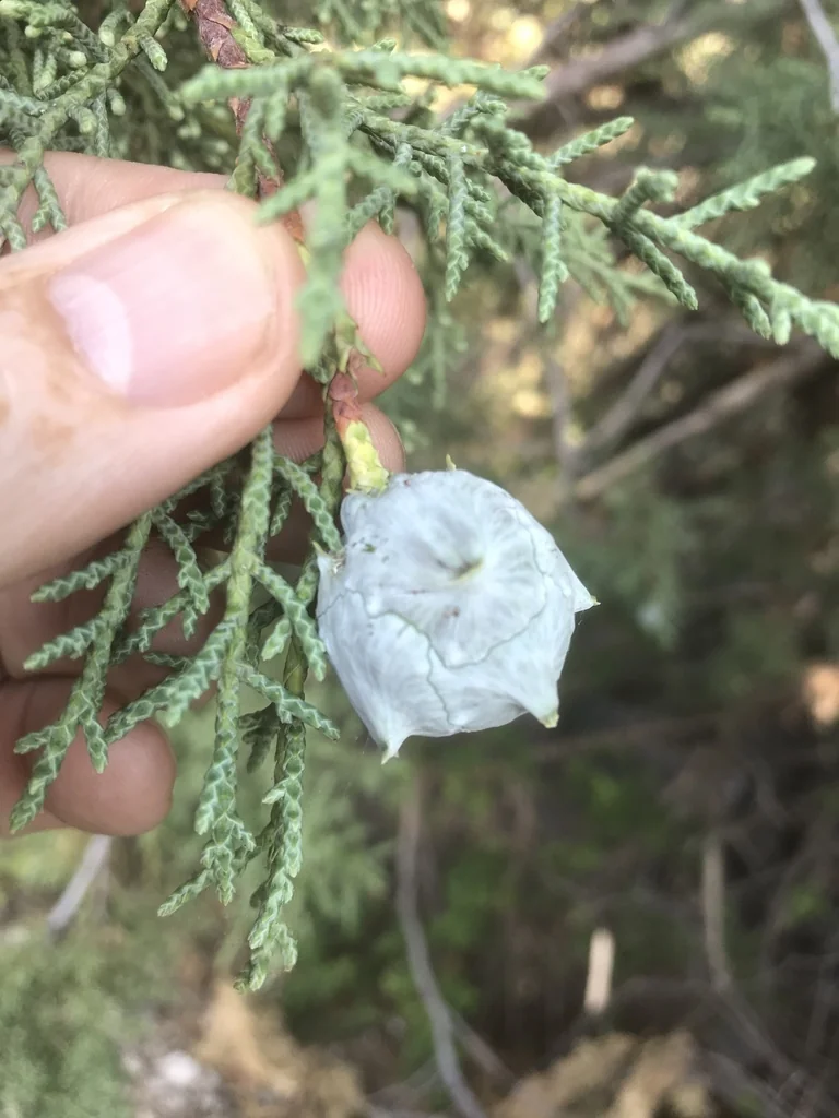 Cupressus Arizonica
