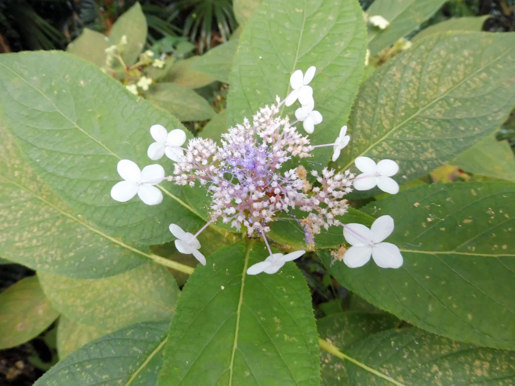 Hydrangea Involucrata