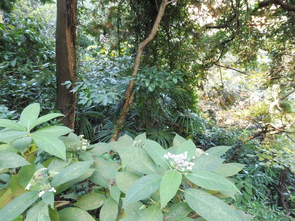 Hydrangea Involucrata