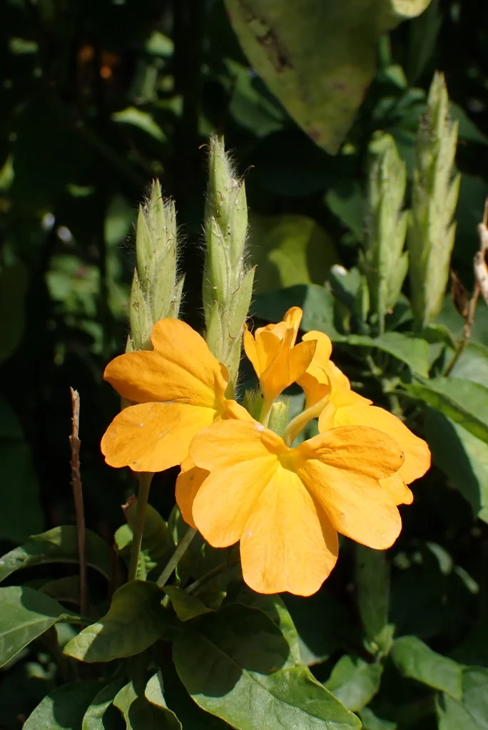 Crossandra Infundibuliformis