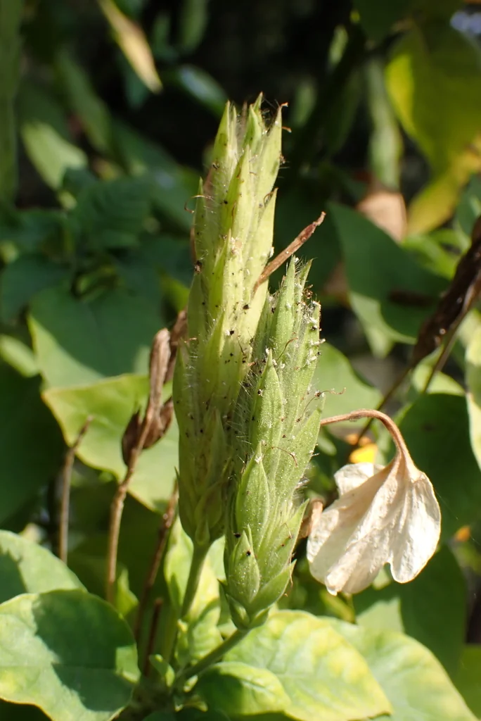 Crossandra Infundibuliformis