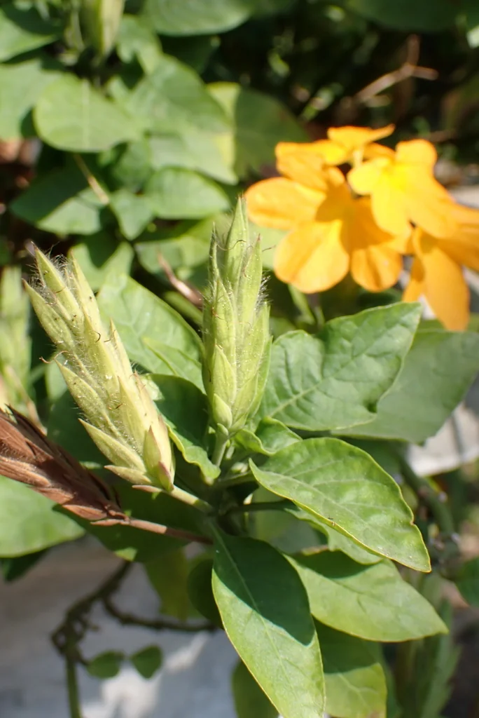 Crossandra Infundibuliformis