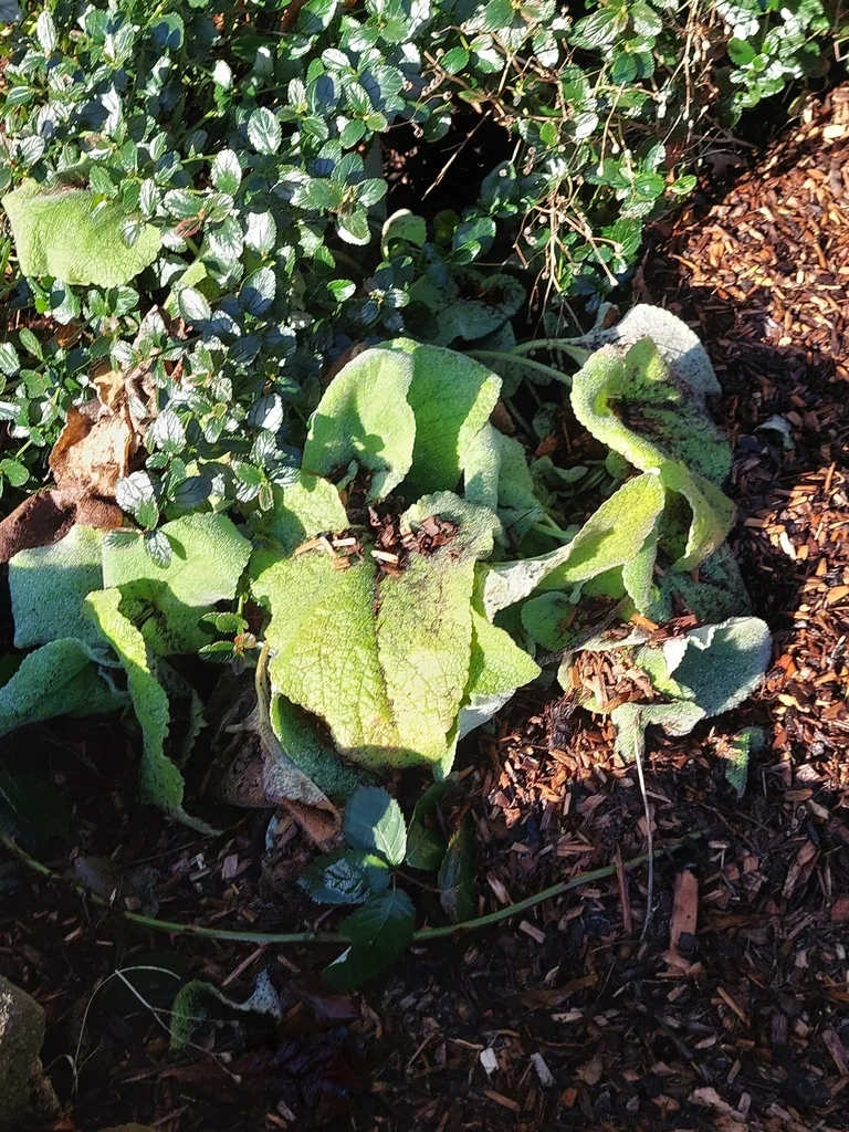 Phlomis russeliana