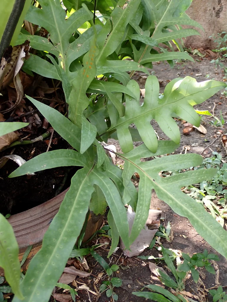 Polypodium Scolopendria