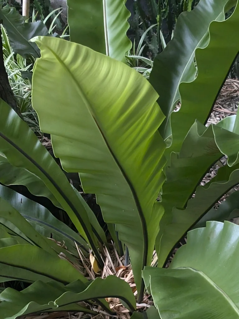 Asplenium Nidus