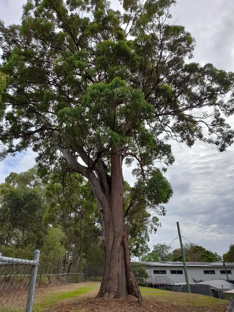 Eucalyptus Microcorys
