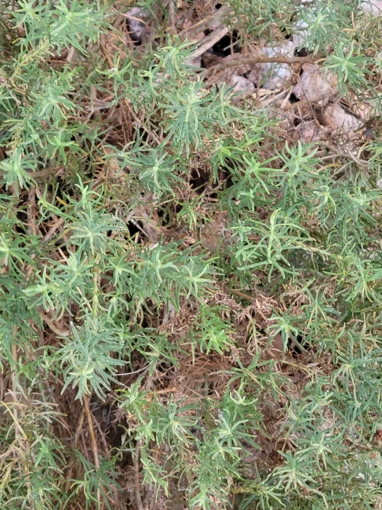 Ericameria Laricifolia