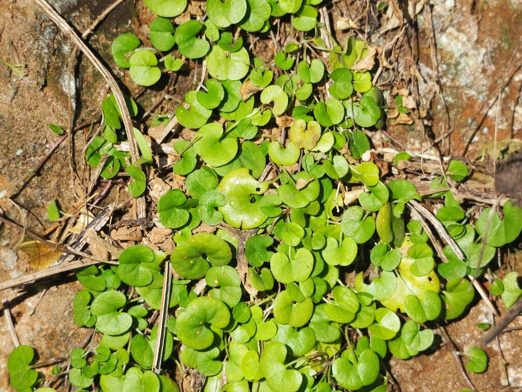 Dichondra Micrantha