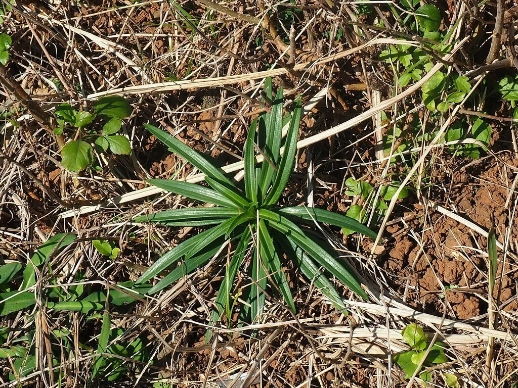 Lilium Longiflorum