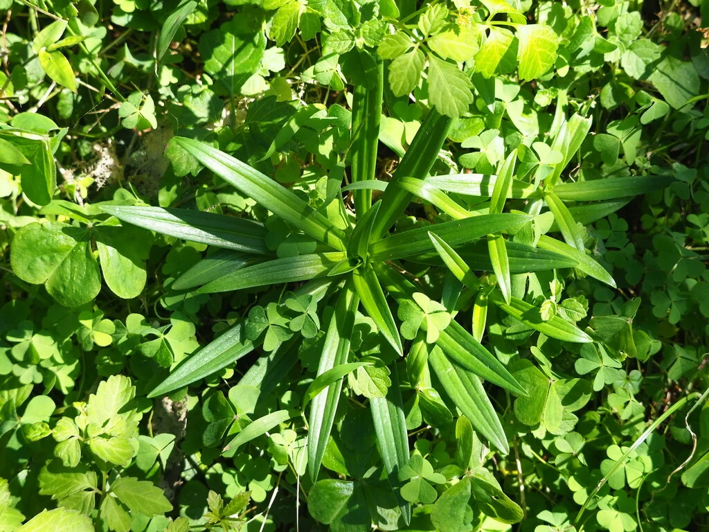 Lilium Longiflorum