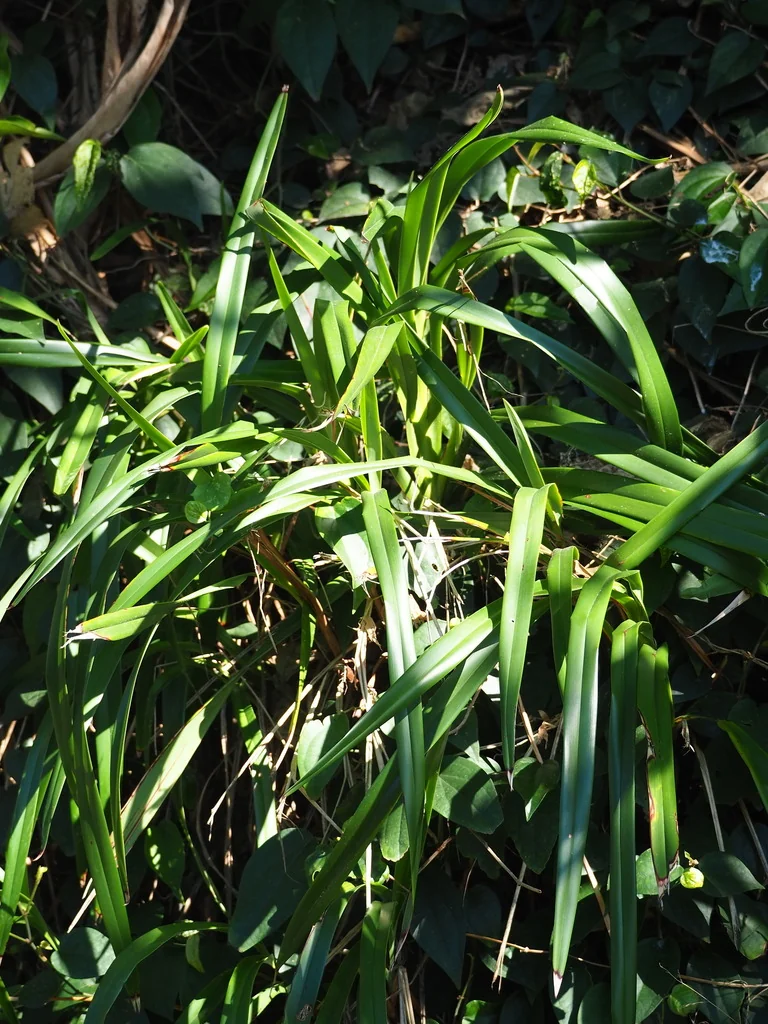 Dianella Ensifolia