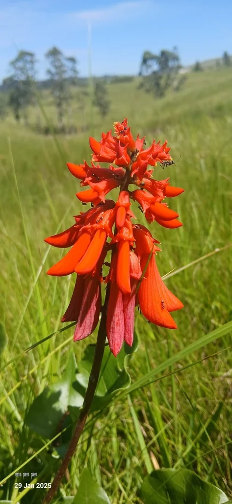 Erythrina Humeana