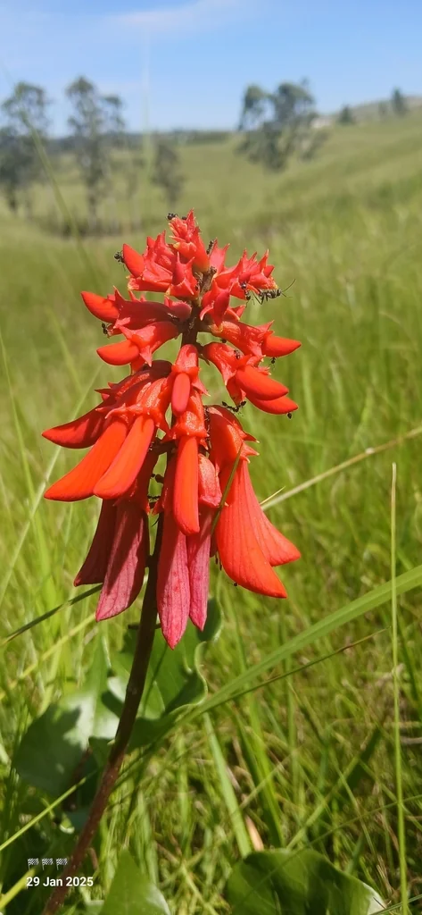 Erythrina Humeana