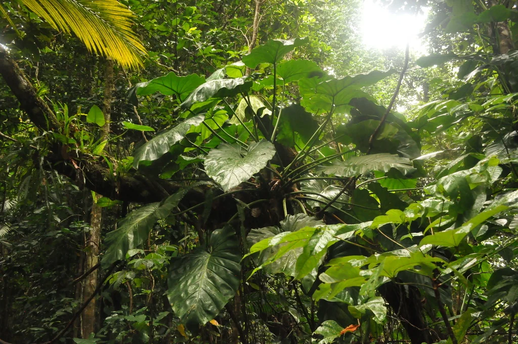 Philodendron Giganteum