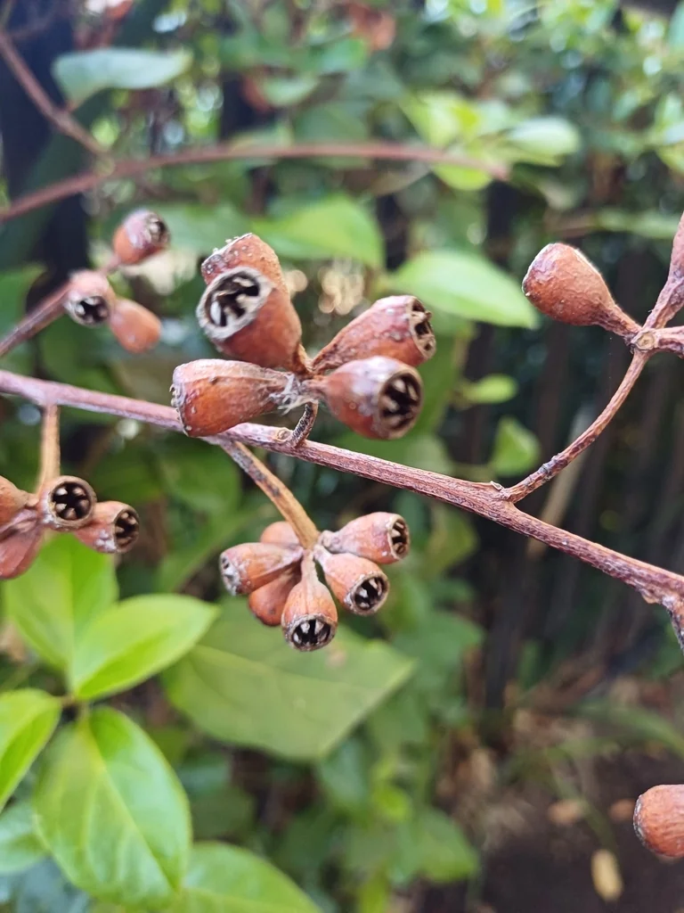 Eucalyptus grandis
